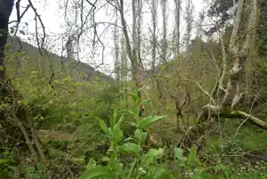 Bayındır' ın Hisarlık Köyünde, 901 m2 Satılık Bahçe