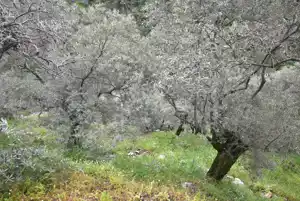 Bayındır Hisarlık'ta Yola Cepheli Satılık Zeytinlik